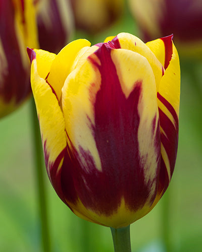 Tulipa 'Helmar'