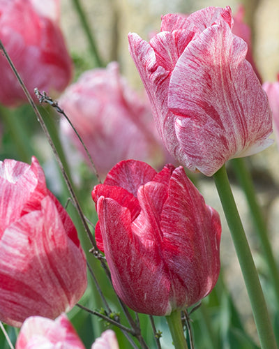 Tulipa "puolipallo"