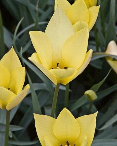 Tulipa "Honky Tonk"