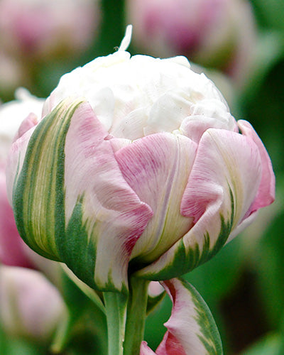 Tulipa 'Ice Cream'