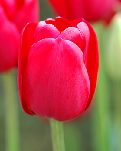 Tulipa 'Ile de France'