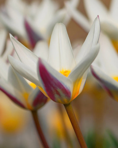 Tulipa 'Ice Stick'