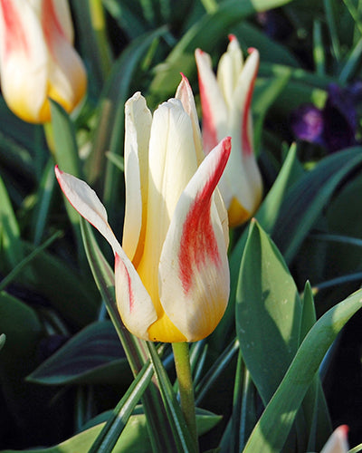 Tulipa "Johan Strauss"