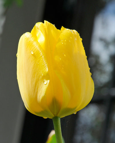 Tulipa 'Jan van Nes'