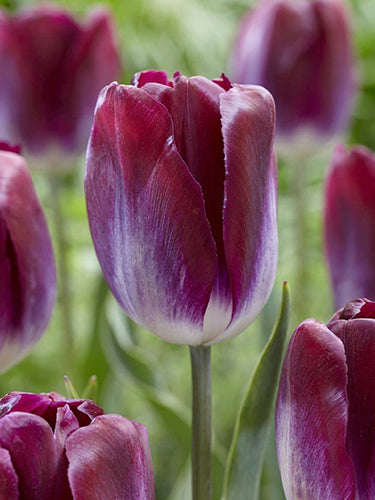 Tulipa "Kansas Proud"