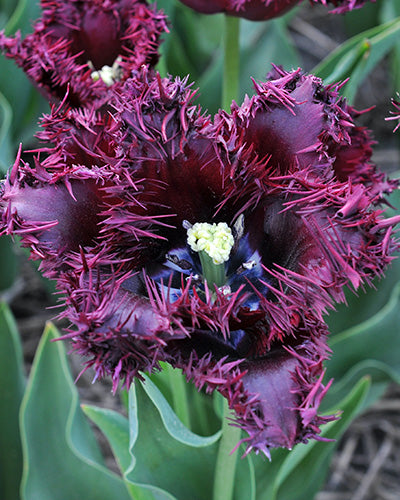 Tulipa "Labrador"