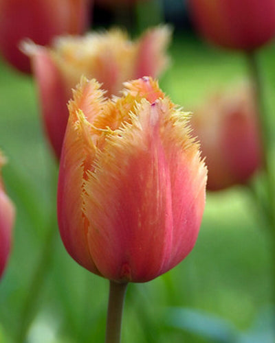 Tulipa "Lambada"