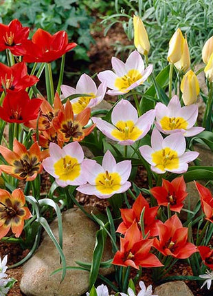 Tulipa Botanisch Mix