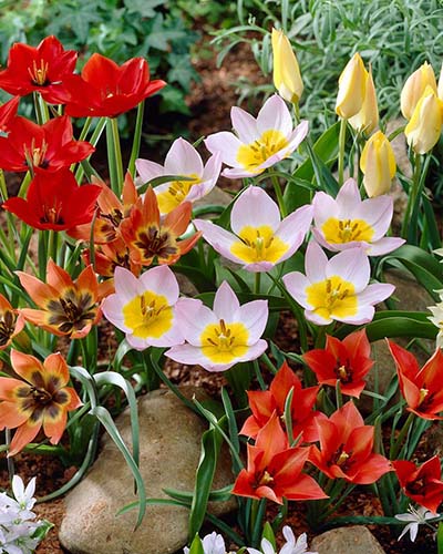 Tulipa Botanisch Mix