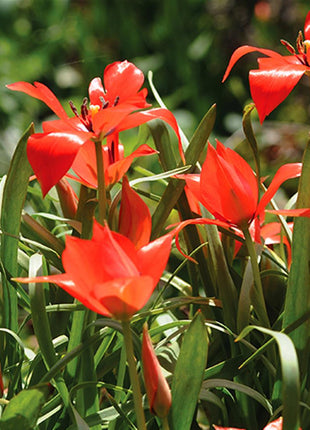 Tulipa 'Linifolia'