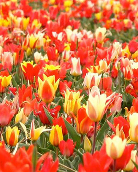 Tulipa Peacock Mix