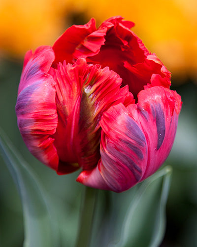 Tulipa 'Shining Parrot'