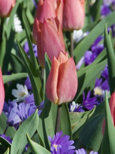 Tulipa 'Salmon Prince'