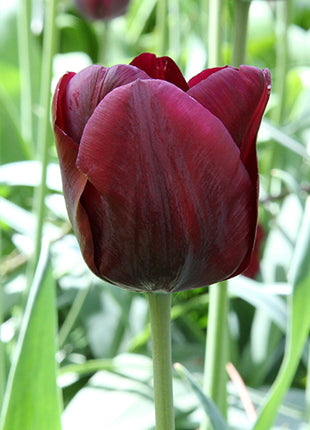 Tulipa 'Mascara'