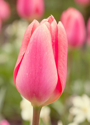 Tulipa 'Menton'