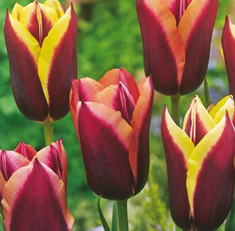 Tulipa 'My Favourite Topping'