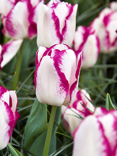 Tulipa 'Mata Hari'