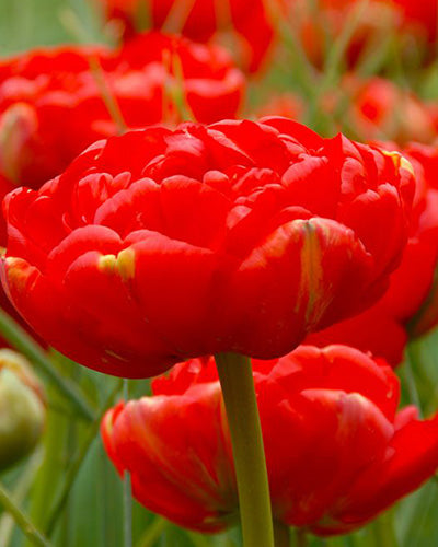 Tulipa 'Miranda'