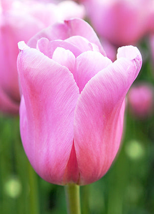 Tulipa 'Mistress'