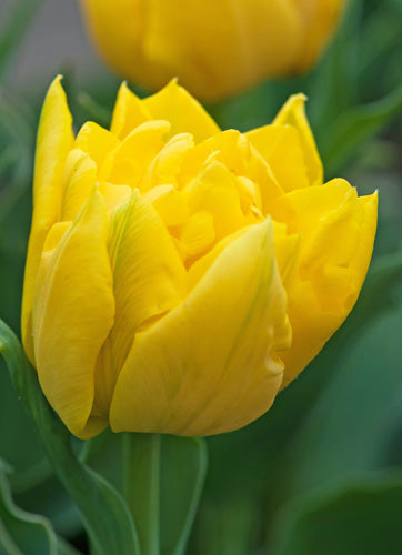 Tulipa "Marie Jo"