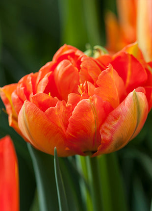 Tulipa 'Monte Orange'