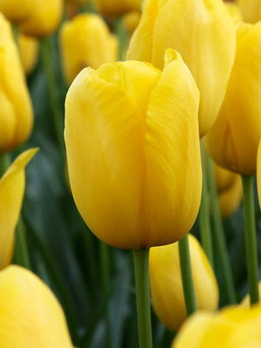 Tulipa "Muscadet"