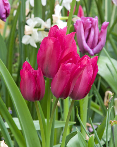 Tulipa "yökerho"