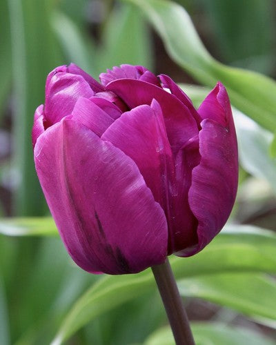 Tulipa 'Negrita Double'