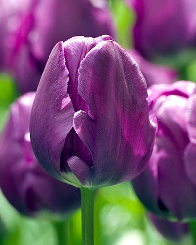 Tulipa 'Negrita'