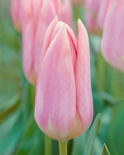 Tulipa 'Neper'