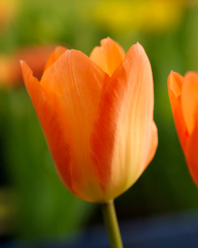 Tulipa 'Orange Emperor'