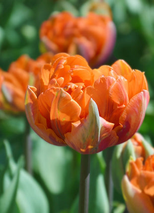 Tulipa 'Orange princess'