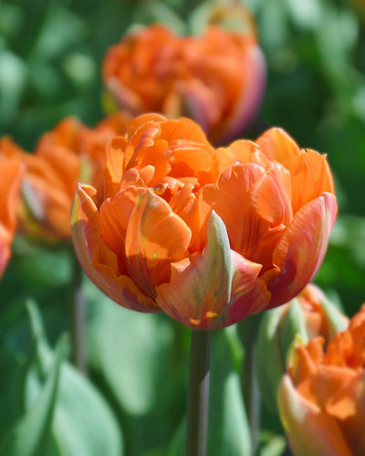 Tulipa 'Orange princess'