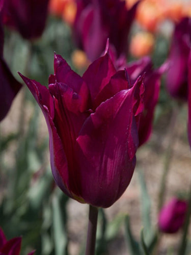 Tulipa 'Purple Heart'