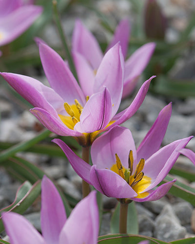 Tulipa 'Pulchella Humilis'
