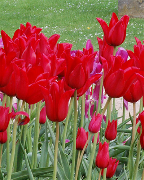 Tulipa 'Pieter de Leur'