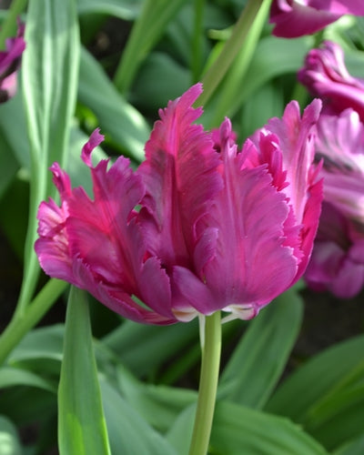 Tulipa 'Parrot Negrita'