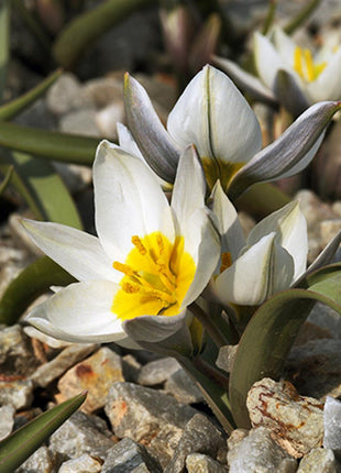 Tulipa 'Polychroma'