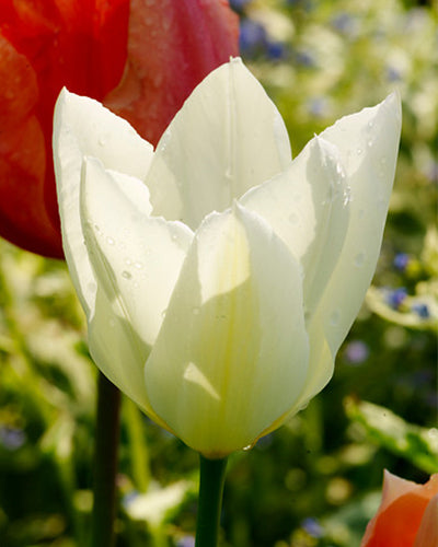 Tulipa 'Purissima'