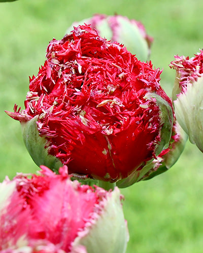 Tulipa 'Qatar'