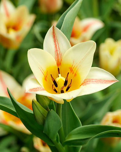 Tulipa "Quebec"