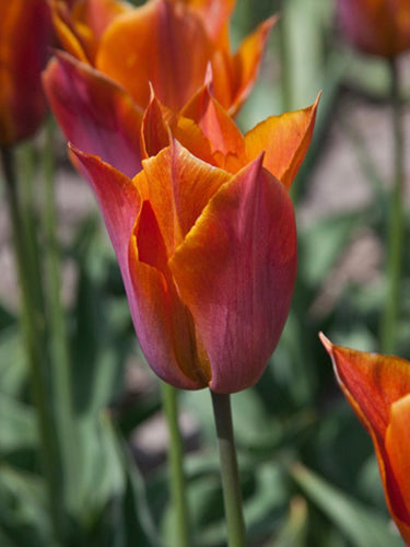 Tulipa "Pyyntö"