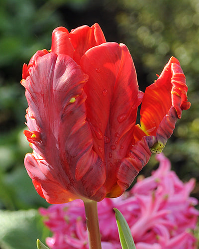 Tulipa 'Rococo'