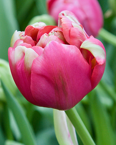 Tulipa 'Renown Unique'