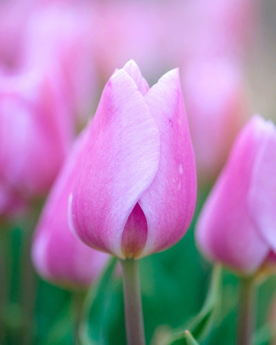 Tulipa 'Synaeda Cupid'