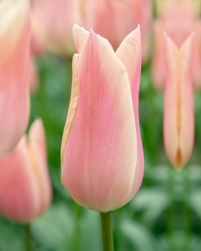 Tulipa "tosi"