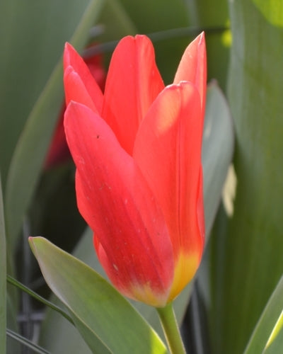 Tulipa 'Scarlet Baby'