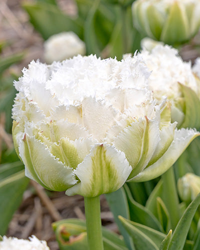 Tulipa 'Snow Crystal'