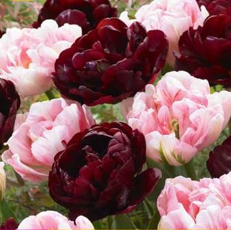 Tulipa 'Sweet Desire' mix