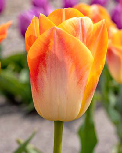 Tulipa 'Salmon Dynasty'